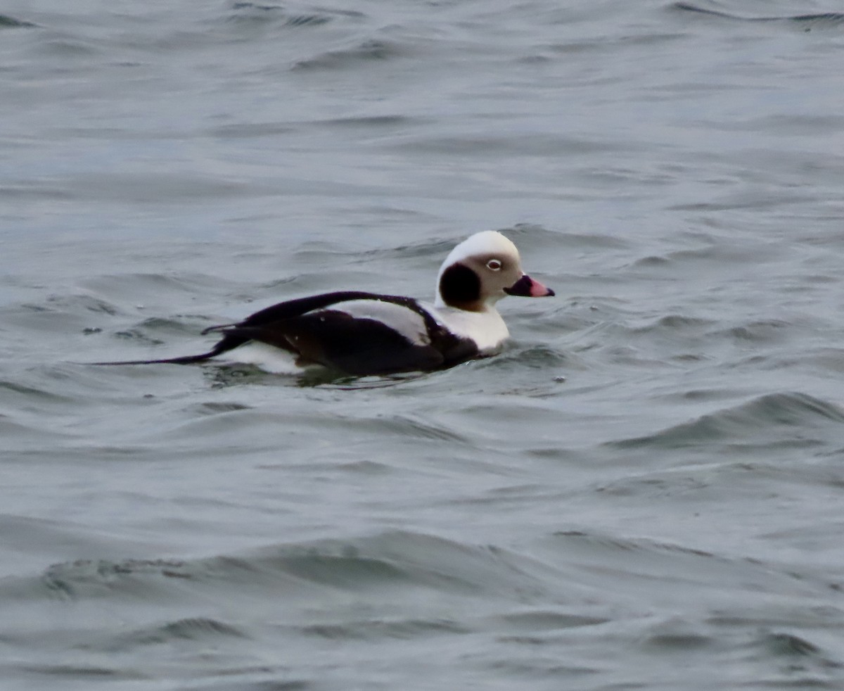 Long-tailed Duck - ML614909371