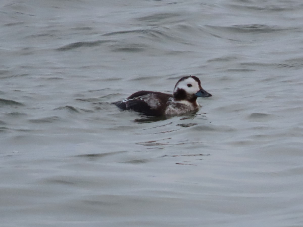 Long-tailed Duck - ML614909374