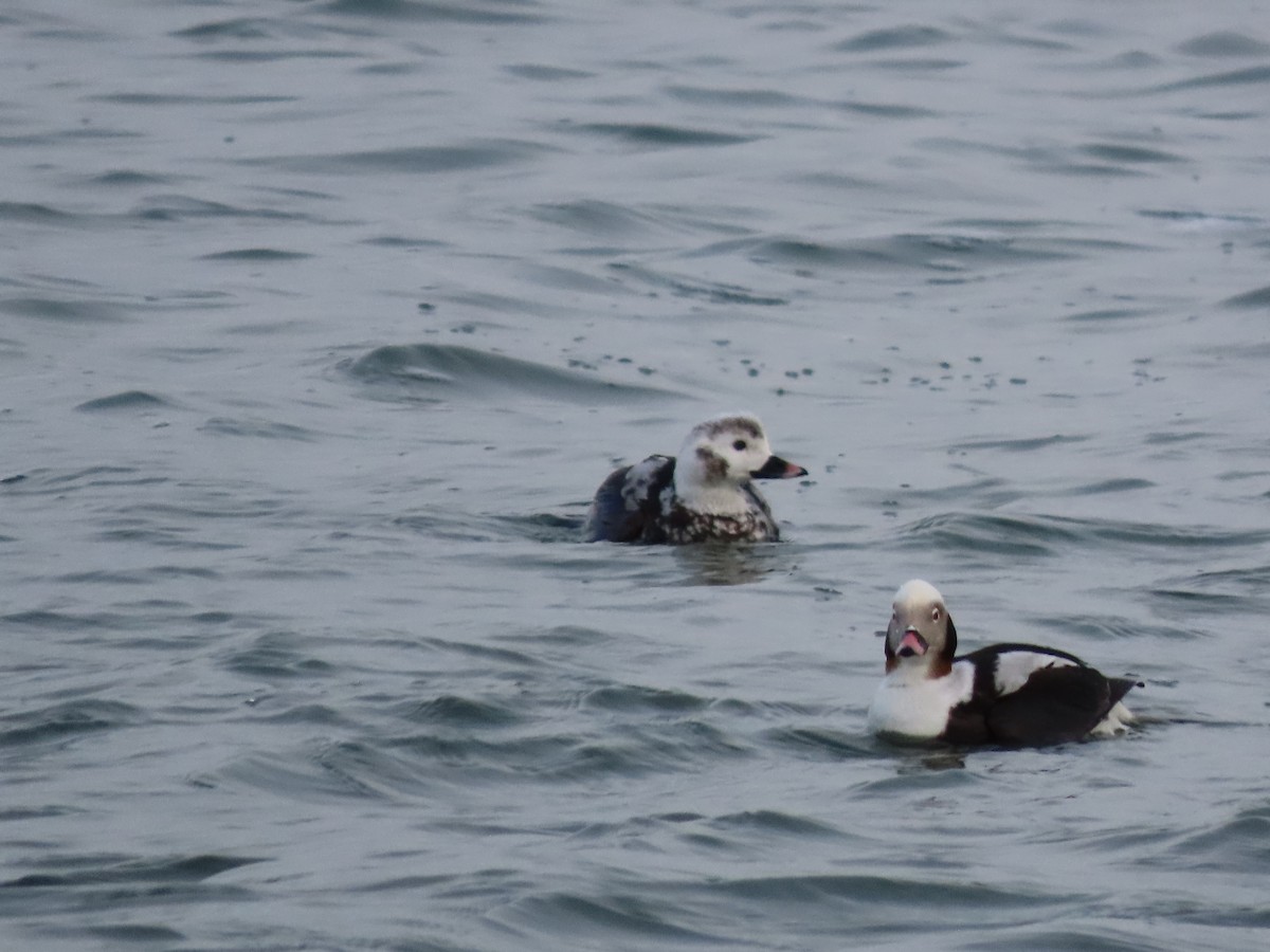 Long-tailed Duck - ML614909375
