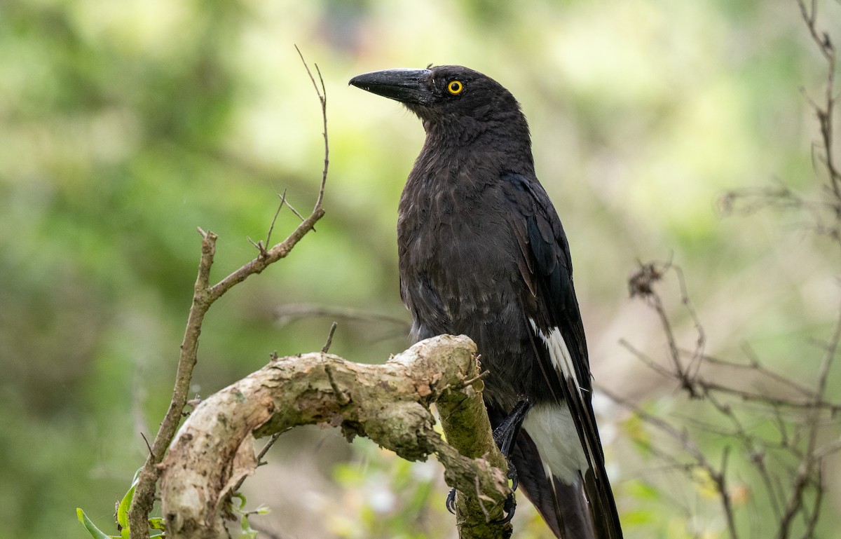 Pied Currawong - ML614909498