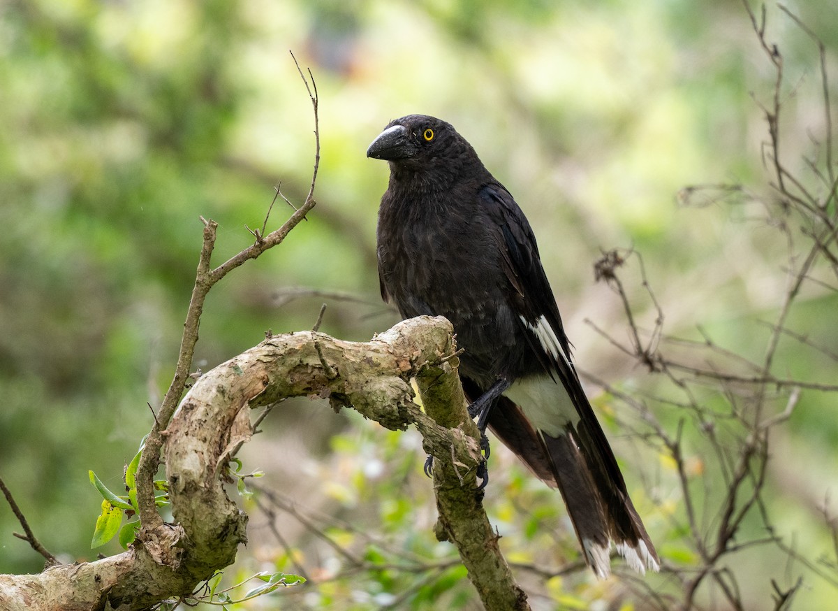 Pied Currawong - ML614909499
