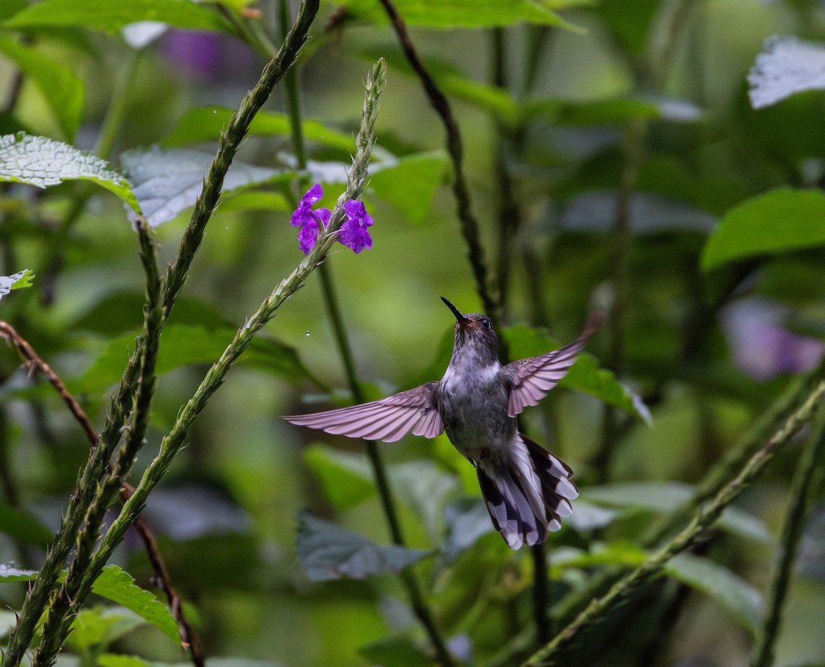 kolibřík ekvádorský - ML614909504