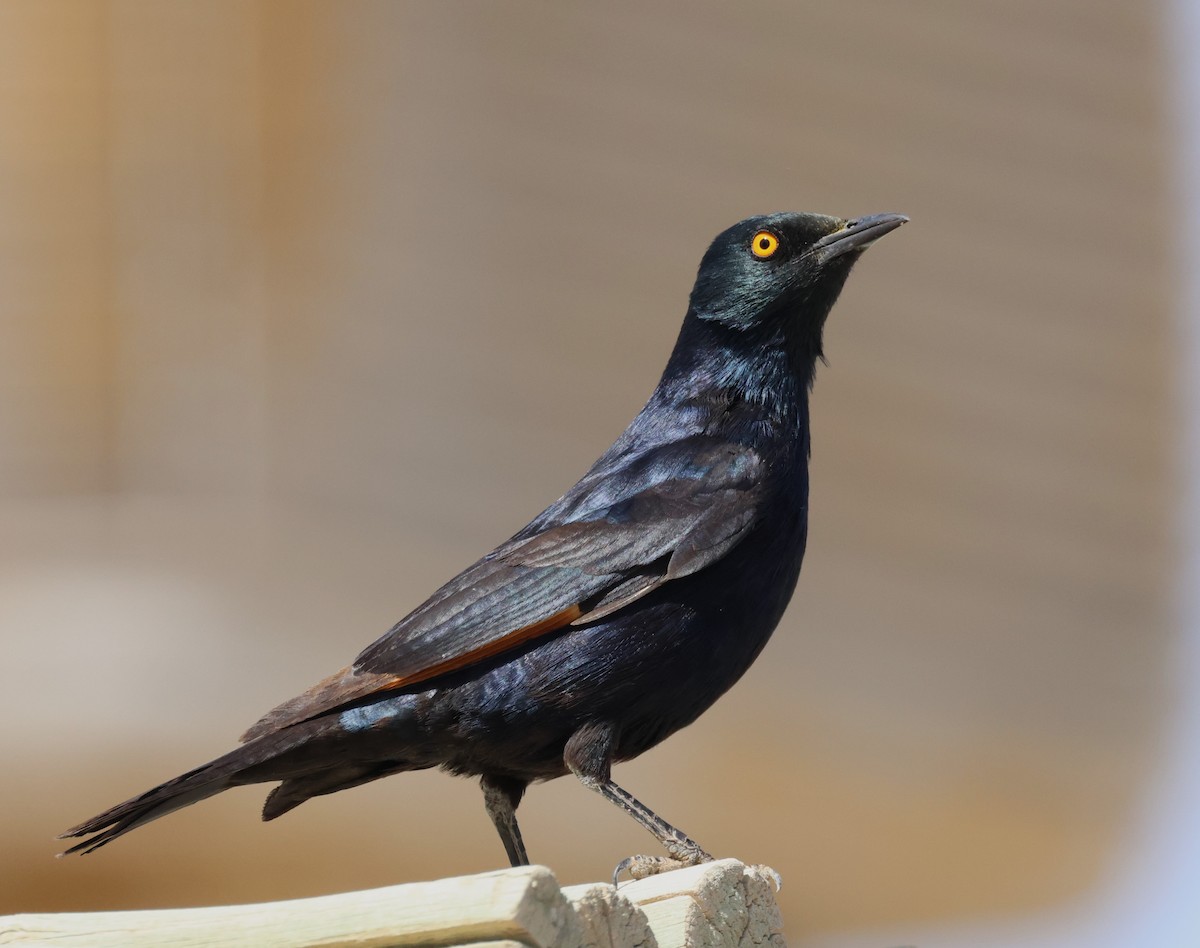 Pale-winged Starling - ML614909522