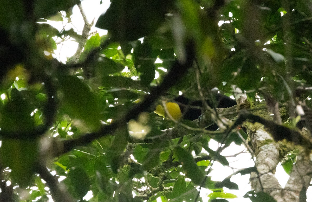 Yellow-throated Toucan (Black-mandibled) - ML614909546