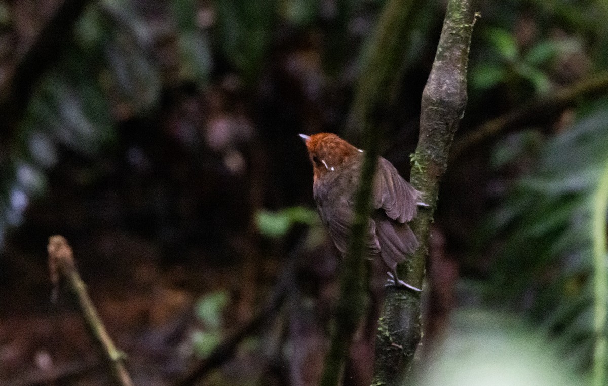 Chestnut-crowned Gnateater - ML614909560