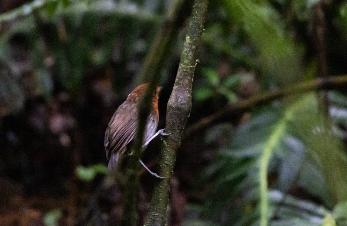 Chestnut-crowned Gnateater - ML614909569