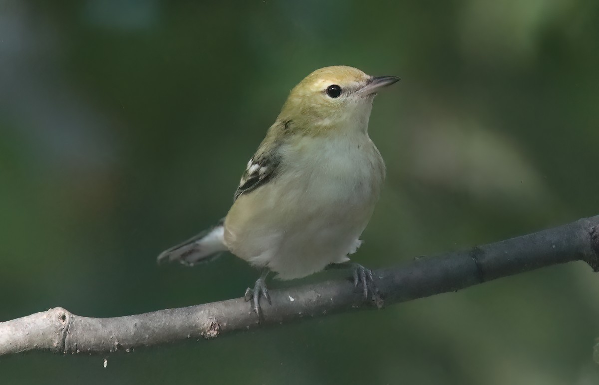 Bay-breasted Warbler - ML614909745