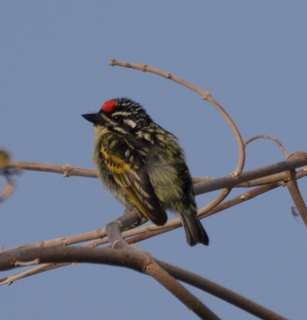 Red-fronted Tinkerbird - ML614909824