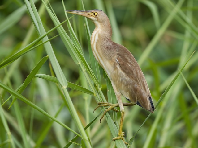  - Yellow Bittern - 