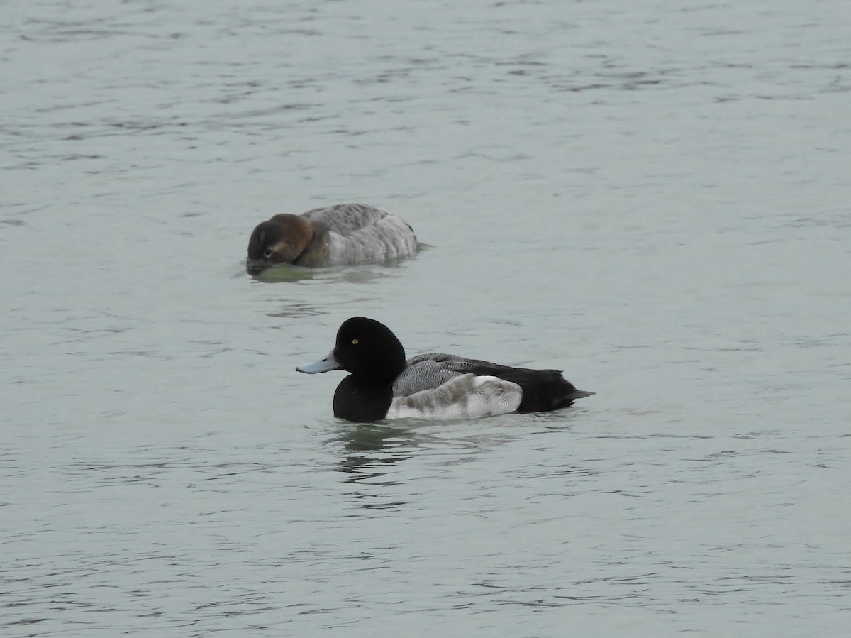 Greater Scaup - ML614910134