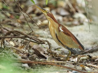  - Schrenck's Bittern