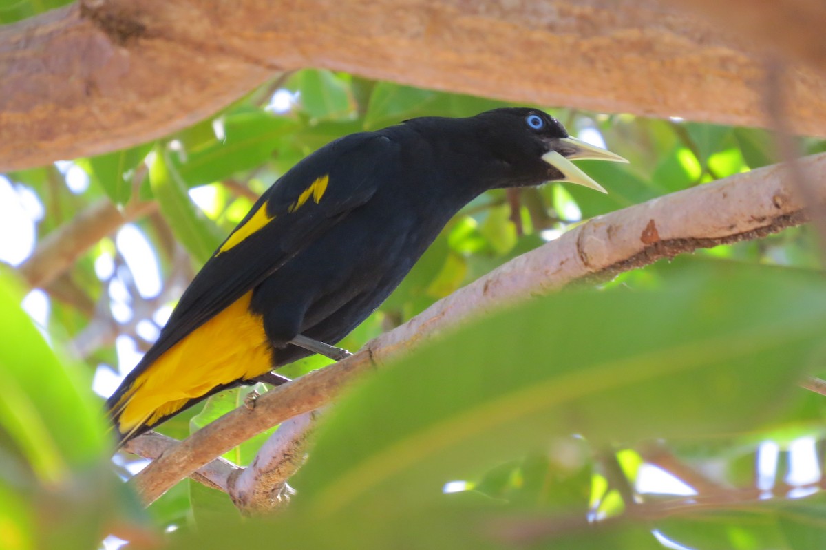 Yellow-rumped Cacique - ML614910261