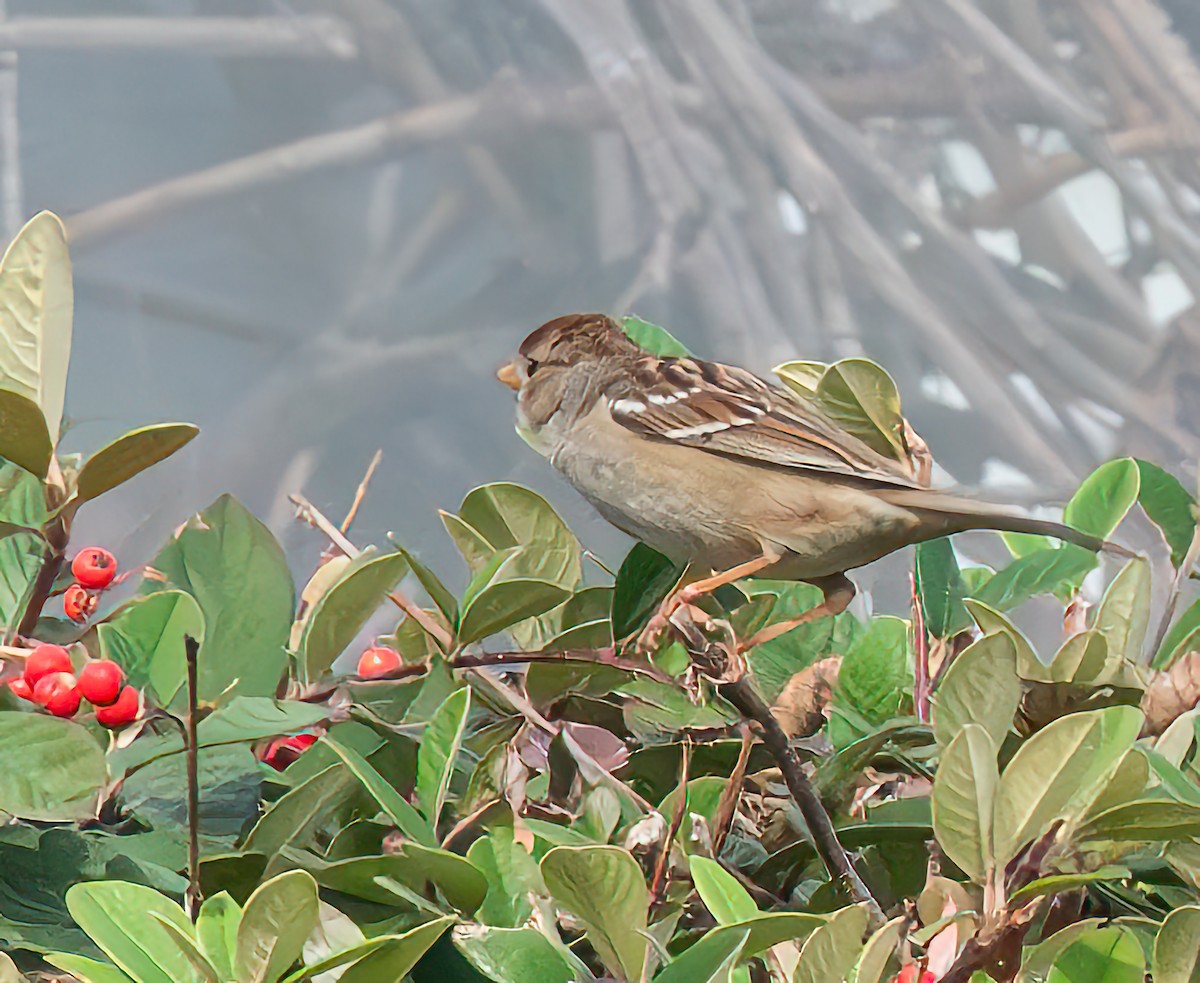White-crowned Sparrow - ML614910287