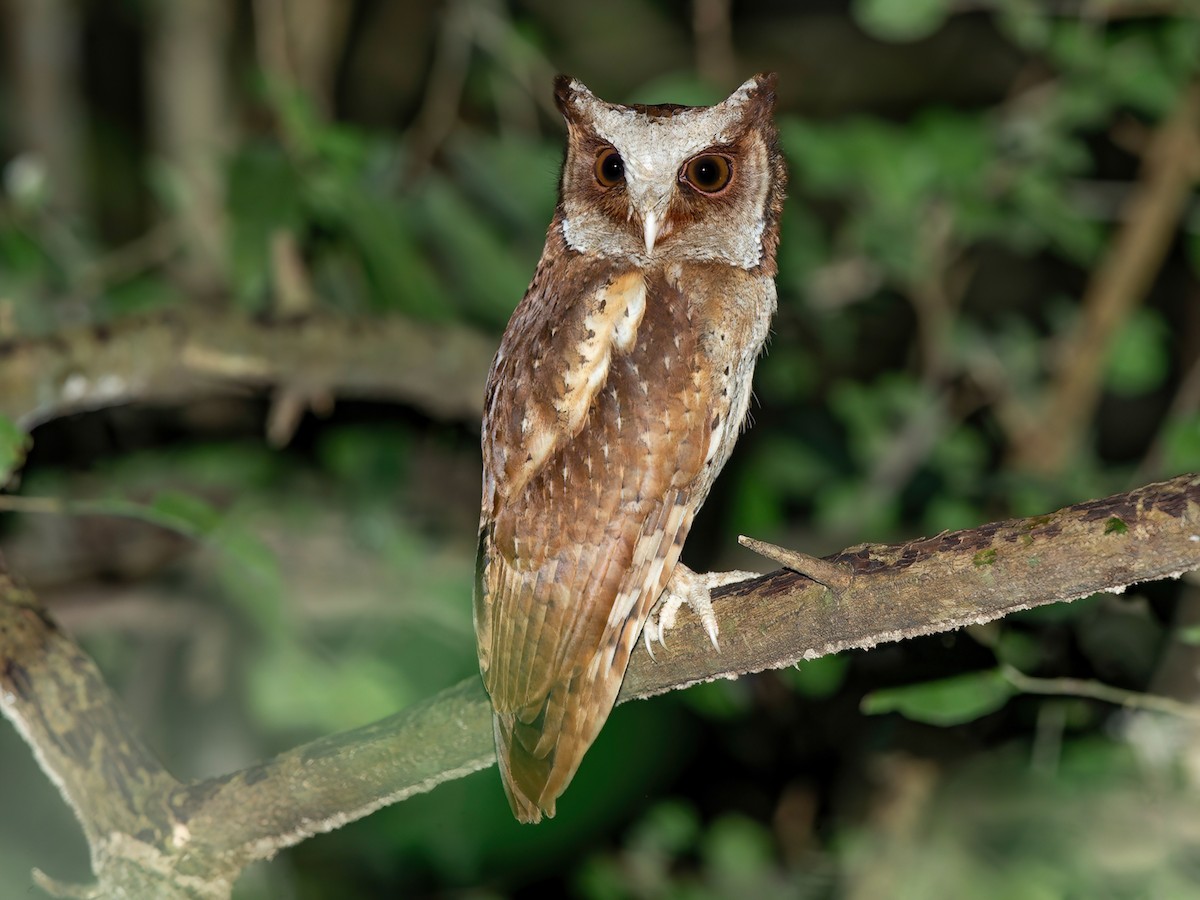 White-fronted Scops-Owl - Otus sagittatus - Birds of the World