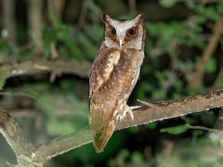  - White-fronted Scops-Owl