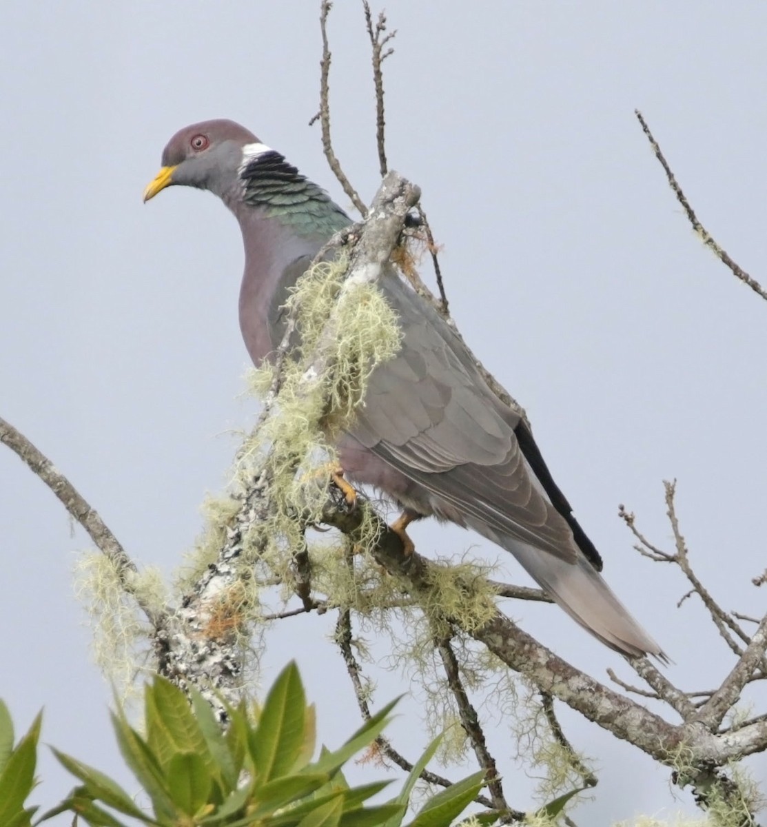 Band-tailed Pigeon - ML614910841