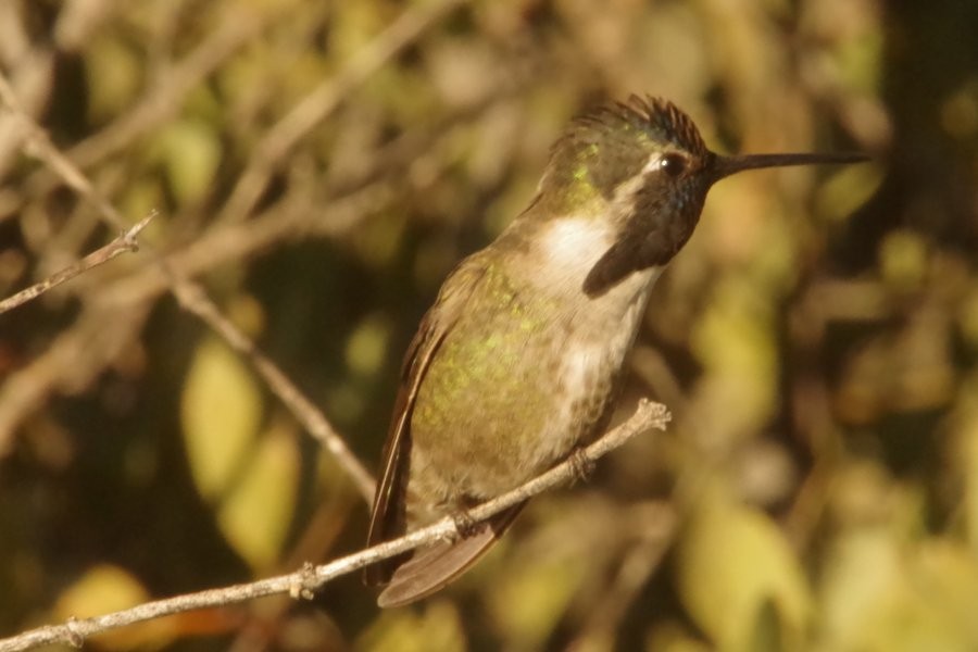 Costa's Hummingbird - ML614910845
