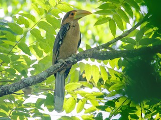  - Rusty-cheeked Hornbill