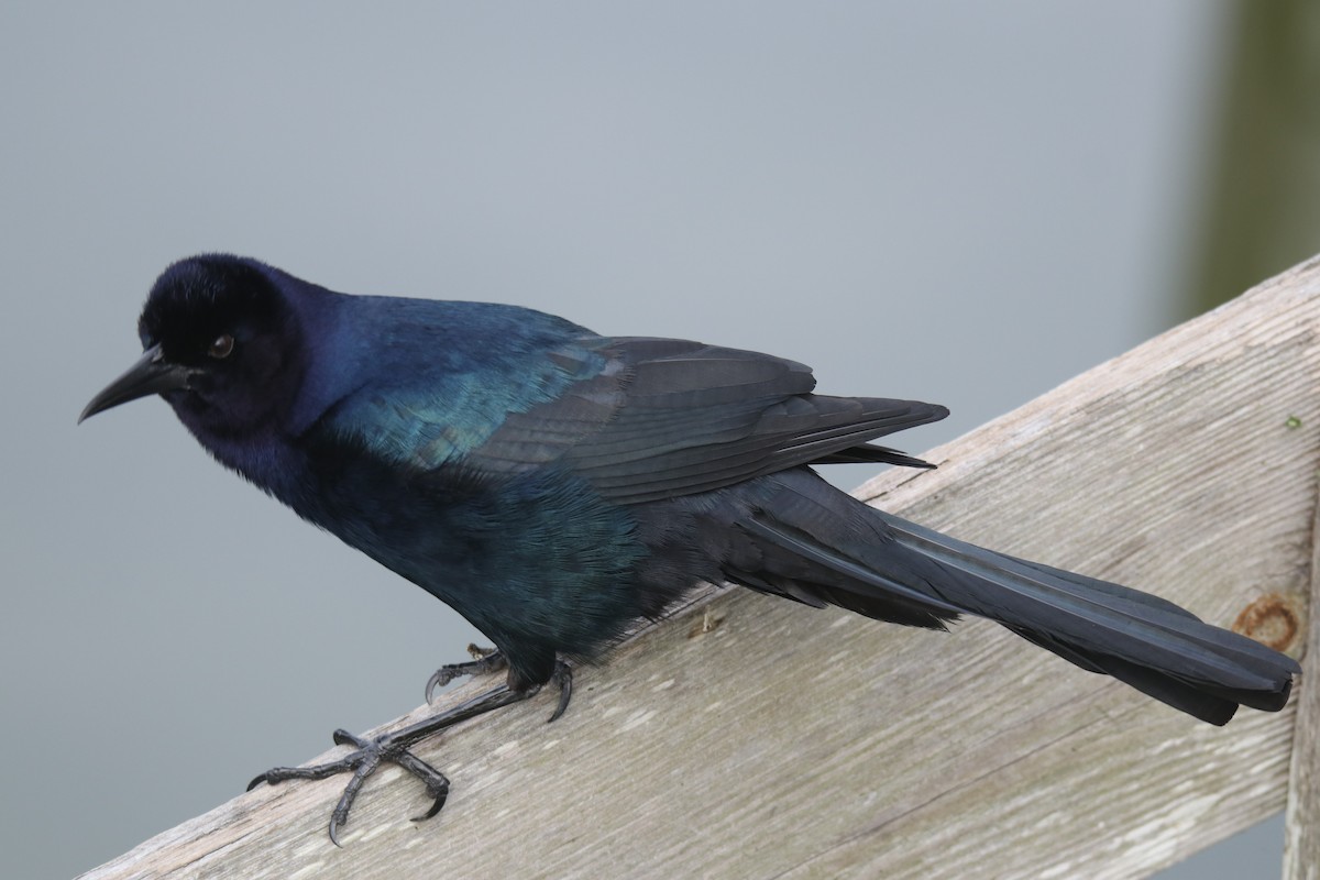 Boat-tailed Grackle - ML614910978