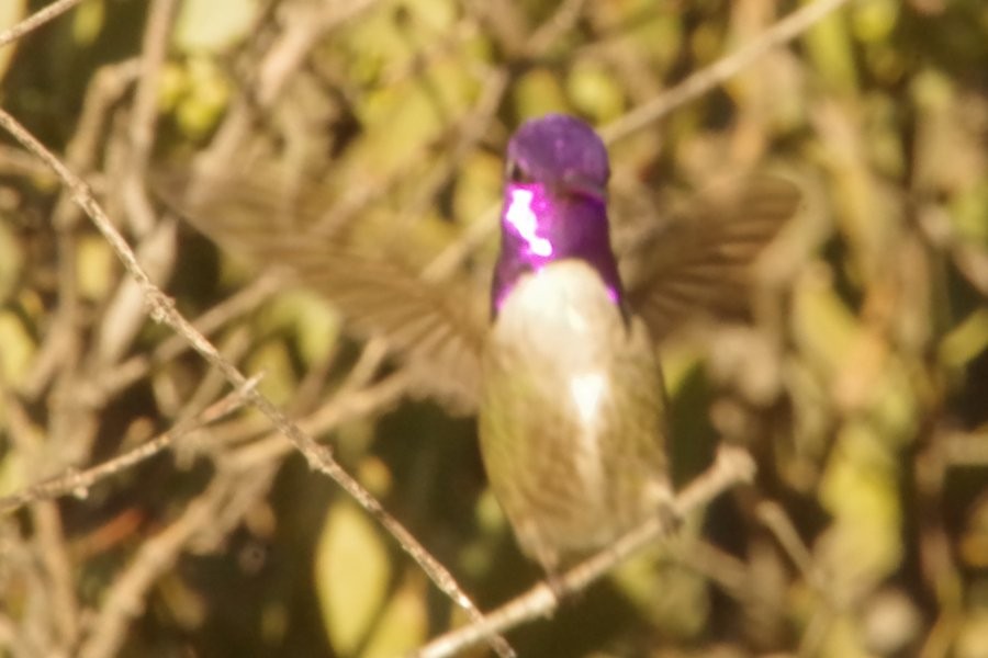 Costa's Hummingbird - Pat Goltz
