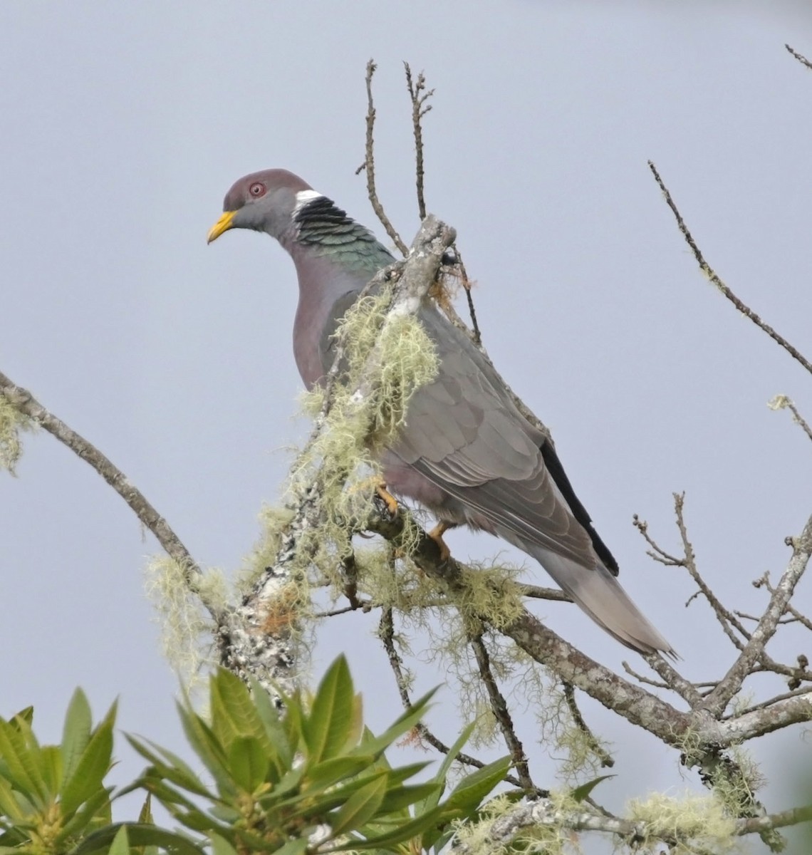 Band-tailed Pigeon - ML614911121