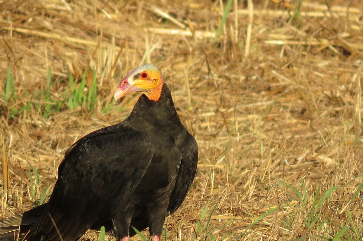 Lesser Yellow-headed Vulture - ML614911132
