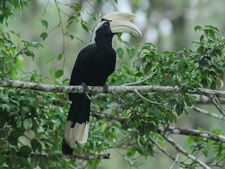  - Black Hornbill