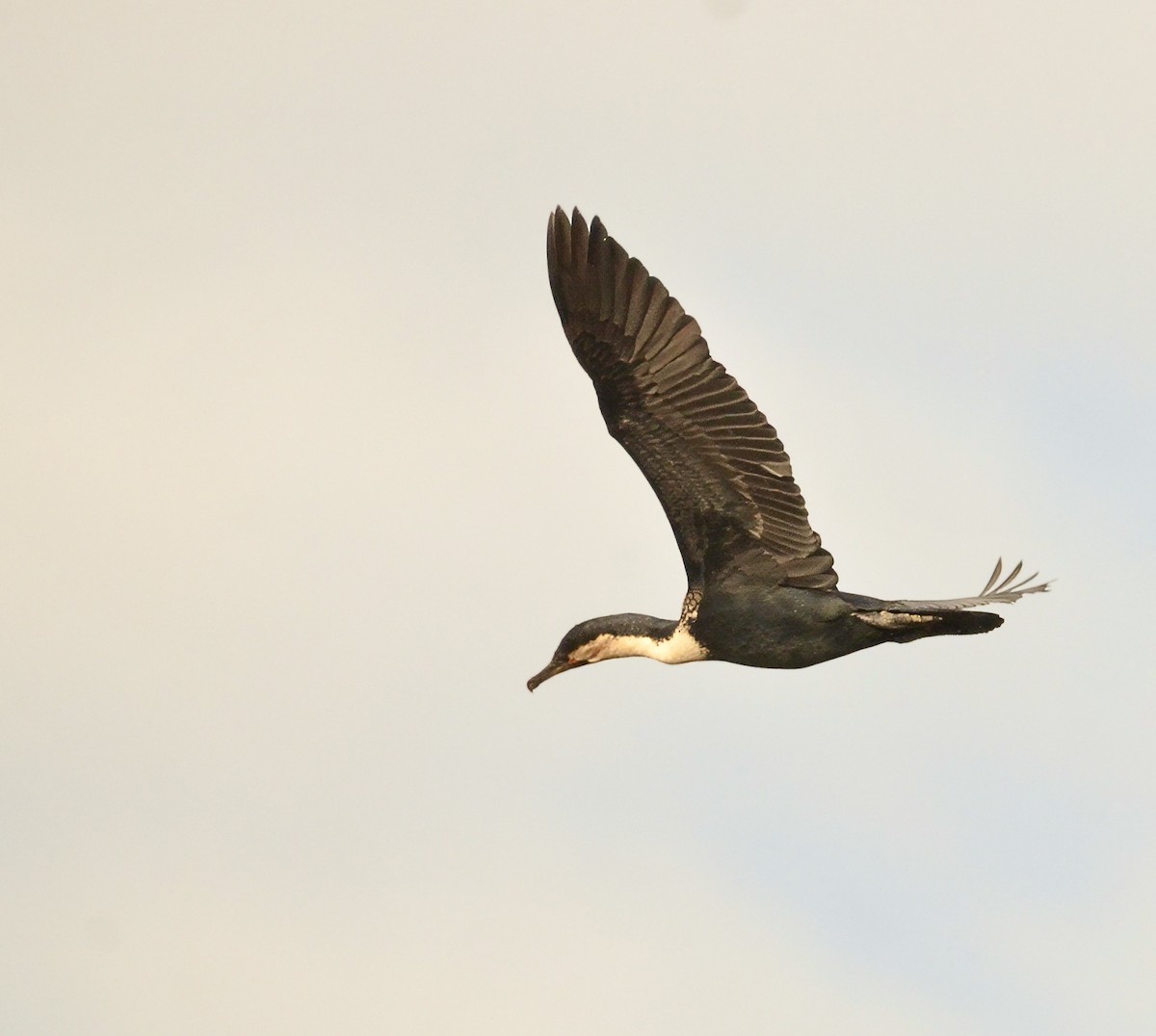 Great Cormorant (White-breasted) - ML614911189