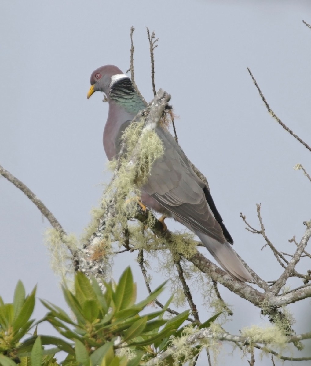 Band-tailed Pigeon - ML614911325