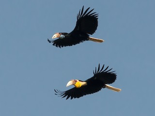  - Wreathed Hornbill