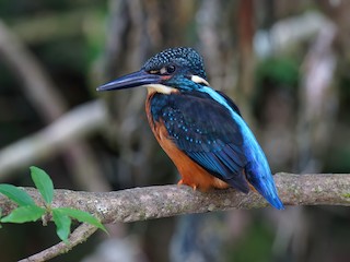  - Blyth's Kingfisher