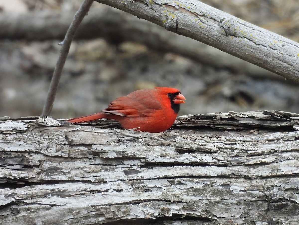 Cardinal rouge - ML614911518