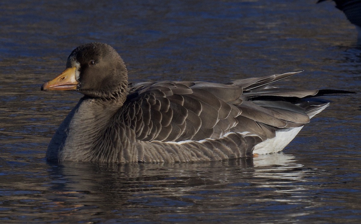 Greater White-fronted Goose - ML614911530