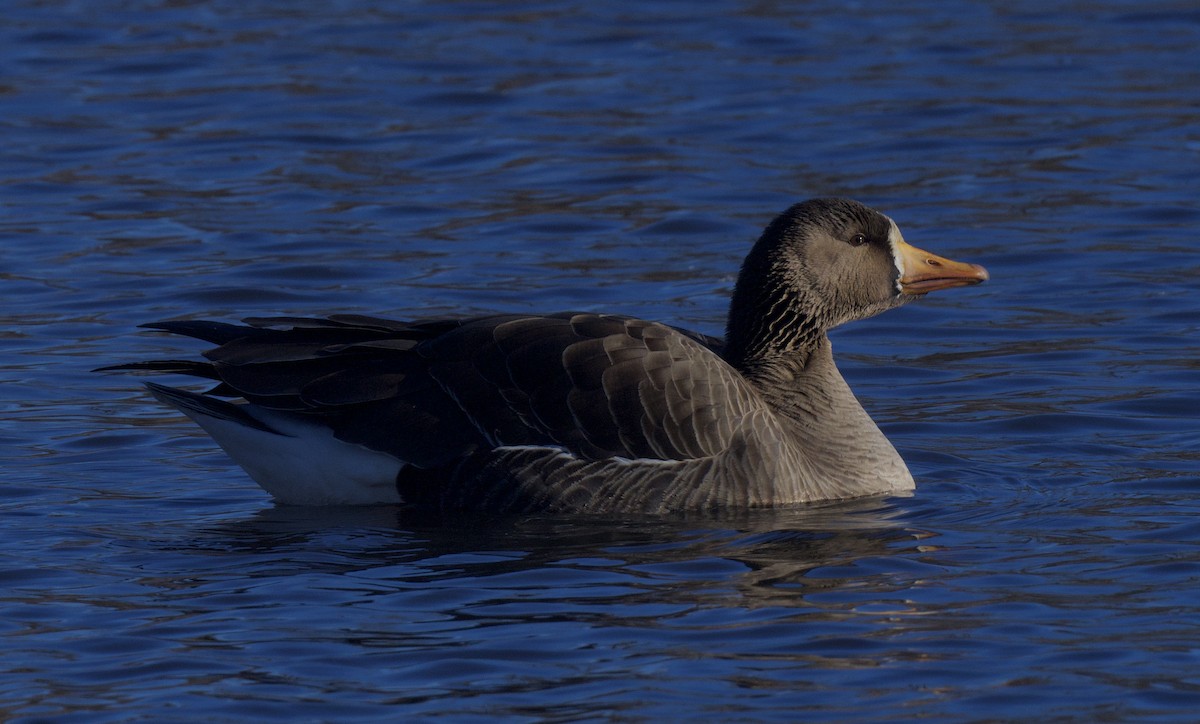 Greater White-fronted Goose - ML614911537