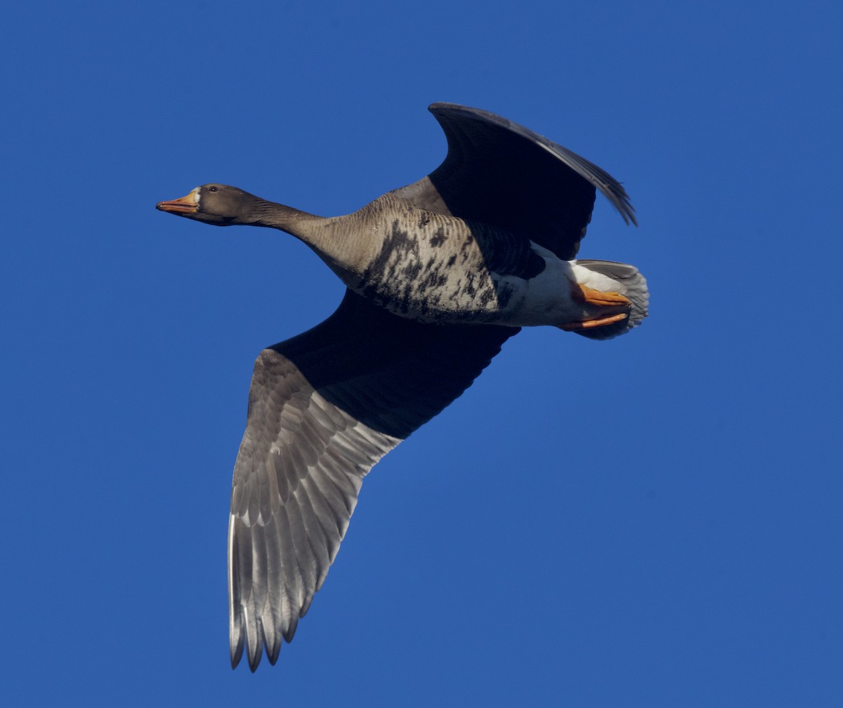 Greater White-fronted Goose - ML614911544