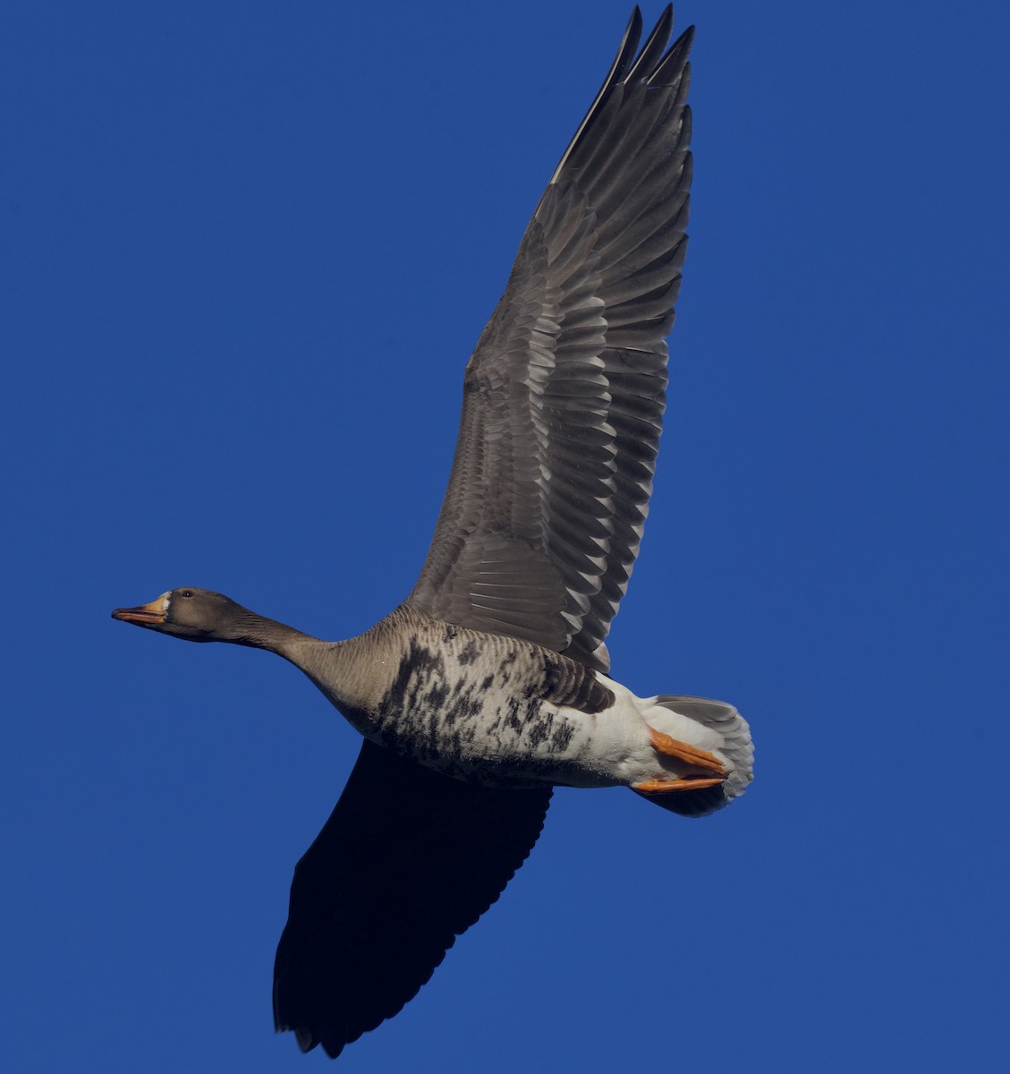 Greater White-fronted Goose - ML614911545