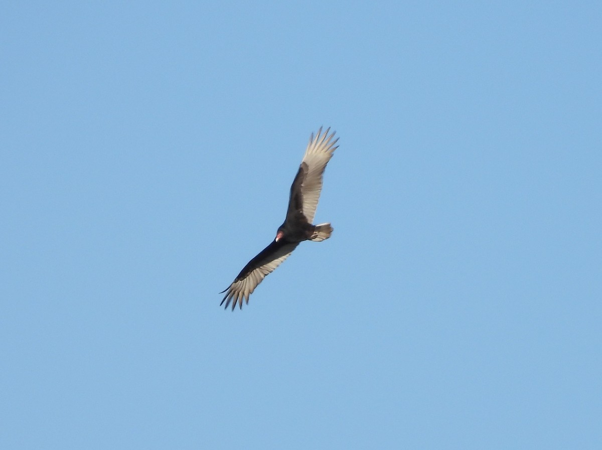 Turkey Vulture - ML614911613