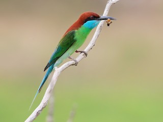  - Blue-throated Bee-eater