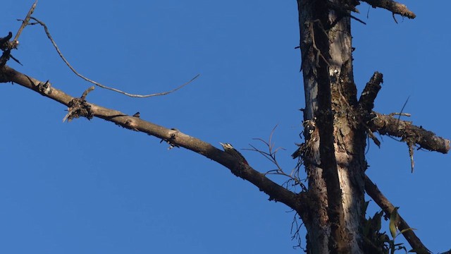 Stripe-breasted Woodpecker - ML614911941