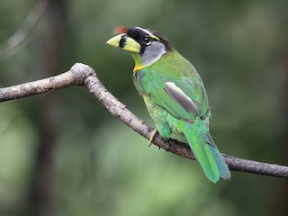  - Fire-tufted Barbet