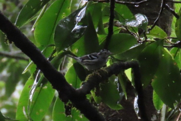 Black-and-white Warbler - ML614912331