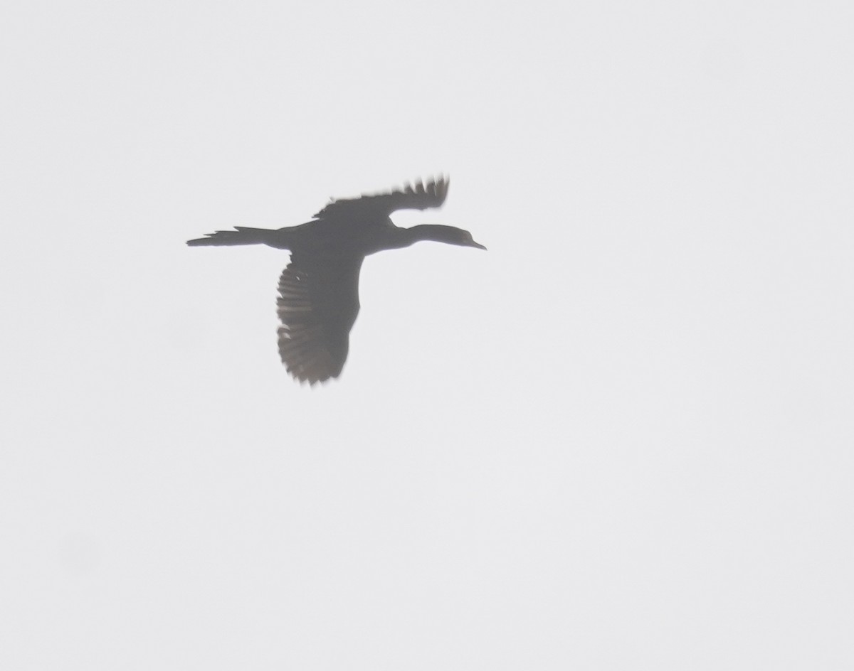 Long-tailed Cormorant - ML614912408