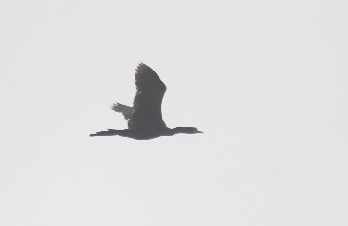 Long-tailed Cormorant - ML614912409