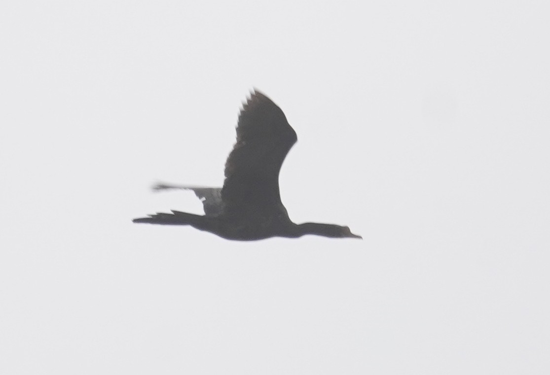 Long-tailed Cormorant - ML614912410