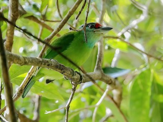  - Turquoise-throated Barbet