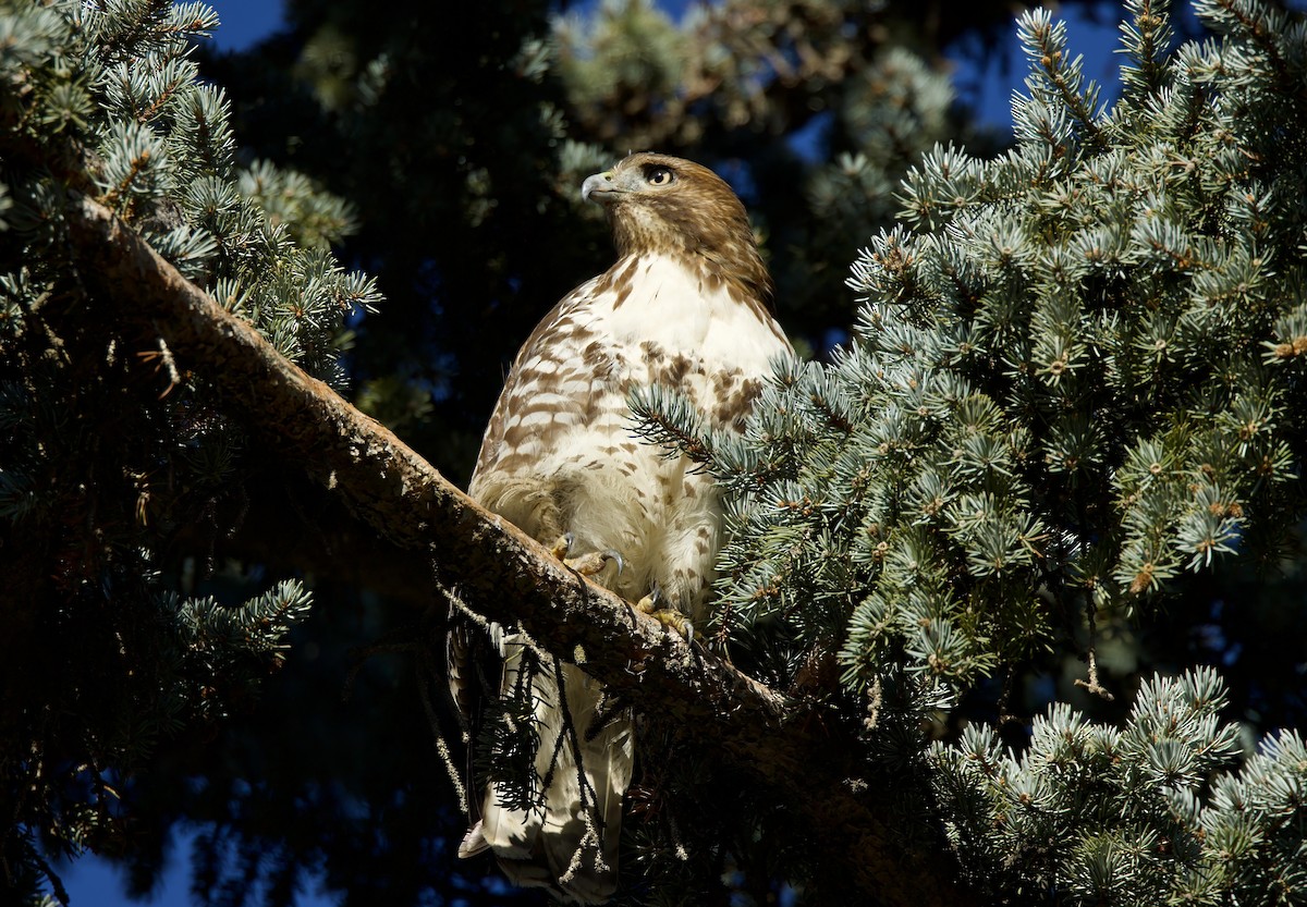 Red-tailed Hawk - ML614912889