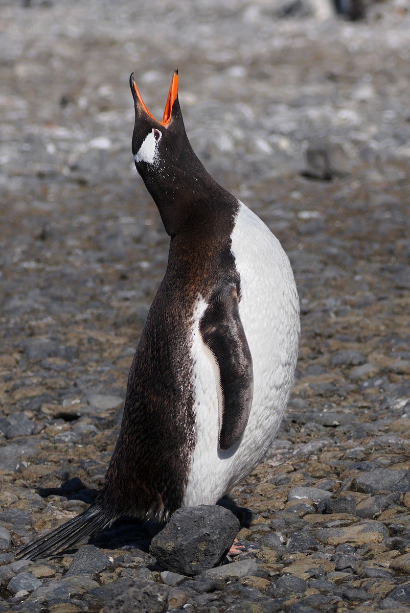 Gentoo Penguin - ML614912974
