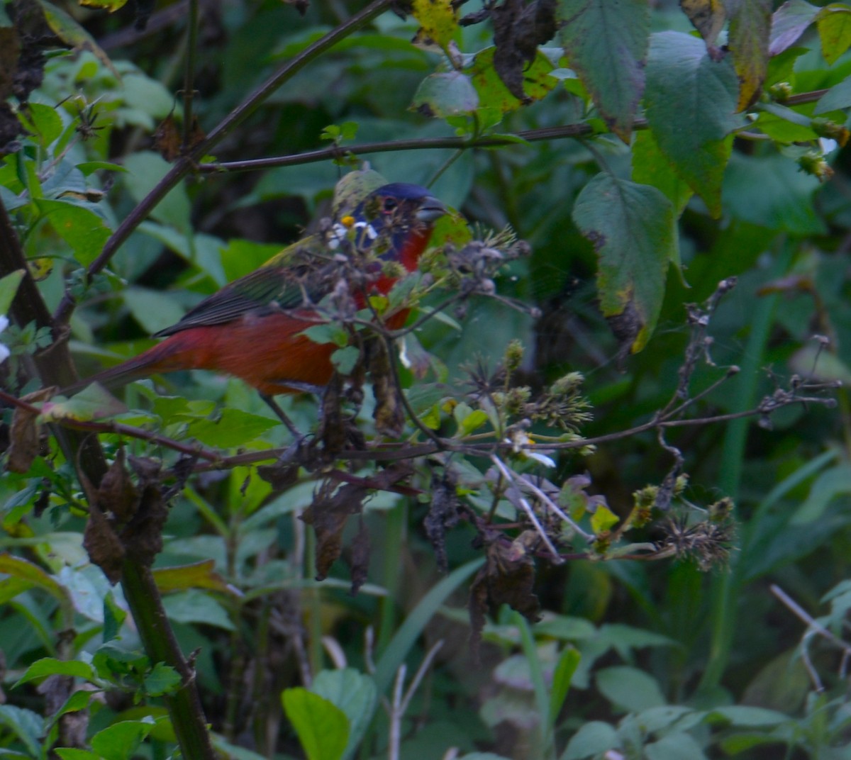 Painted Bunting - ML614913317