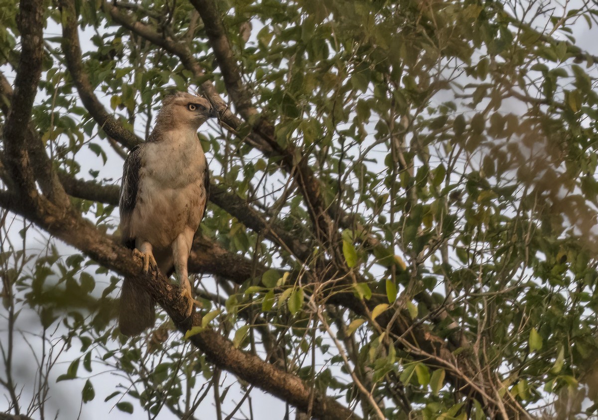 Changeable Hawk-Eagle (Crested) - ML614913759