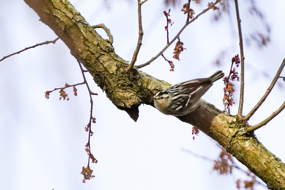 Black-and-white Warbler - Penny Owings